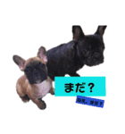 だるまとぱんち（個別スタンプ：22）