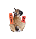 だるまとぱんち（個別スタンプ：23）