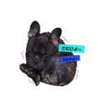 だるまとぱんち（個別スタンプ：28）
