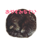 kaede_tanukineko（個別スタンプ：4）