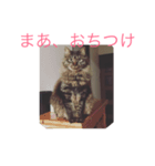 kaede_tanukineko（個別スタンプ：7）