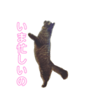 kaede_tanukineko（個別スタンプ：8）
