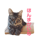楓4（個別スタンプ：4）