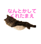 楓 2（個別スタンプ：6）