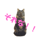 楓 2（個別スタンプ：7）