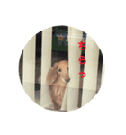 ミニチュアダックスのグティ（個別スタンプ：6）