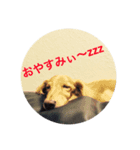 ミニチュアダックスのグティ（個別スタンプ：7）