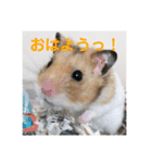 うちのアイドル！とうふ（個別スタンプ：1）