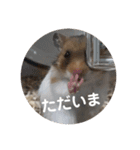 うちのアイドル！とうふ（個別スタンプ：3）
