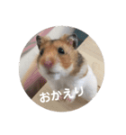 うちのアイドル！とうふ（個別スタンプ：4）