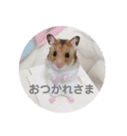 うちのアイドル！とうふ（個別スタンプ：6）