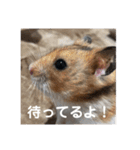 うちのアイドル！とうふ（個別スタンプ：13）