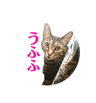 ルビーといっしよ 2（個別スタンプ：4）