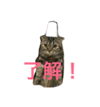 スコティッシュフォールドのミント2（個別スタンプ：1）