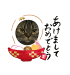 スコティッシュフォールドのミント2（個別スタンプ：7）