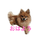 CRQ（個別スタンプ：1）