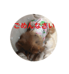 CRQ（個別スタンプ：4）