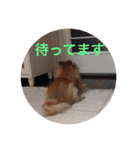 CRQ（個別スタンプ：5）