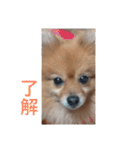 CRQ（個別スタンプ：7）