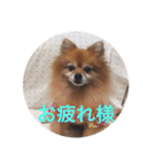 CRQ（個別スタンプ：8）