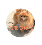 CRQ（個別スタンプ：12）
