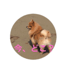 CRQ（個別スタンプ：13）