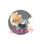 CRQ（個別スタンプ：14）
