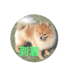 CRQ（個別スタンプ：17）