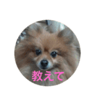 CRQ（個別スタンプ：18）