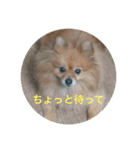 CRQ（個別スタンプ：19）