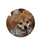 CRQ（個別スタンプ：21）