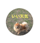 CRQ（個別スタンプ：24）