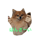 CRQ（個別スタンプ：25）