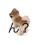 CRQ（個別スタンプ：26）