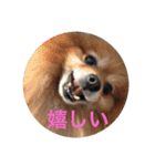 CRQ（個別スタンプ：27）