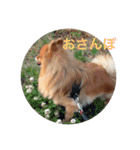 CRQ（個別スタンプ：29）