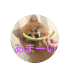 CRQ（個別スタンプ：31）