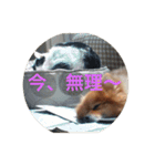 CRQ（個別スタンプ：36）