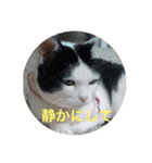 CRQ（個別スタンプ：39）