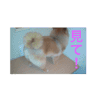 CRQ（個別スタンプ：40）