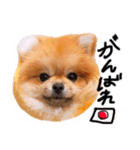 ぷちょぱふぃーno.7（個別スタンプ：12）