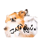 ぷちょぱふぃーno.7（個別スタンプ：18）
