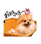 ぷちょぱふぃーno.7（個別スタンプ：23）
