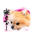 ぷちょぱふぃーno.7（個別スタンプ：25）