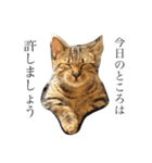 マンチカンの実写猫スタンプ（個別スタンプ：1）
