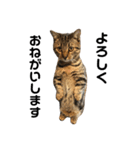 マンチカンの実写猫スタンプ（個別スタンプ：5）