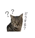 マンチカンの実写猫スタンプ（個別スタンプ：6）
