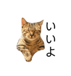 マンチカンの実写猫スタンプ（個別スタンプ：11）