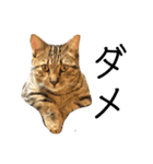 マンチカンの実写猫スタンプ（個別スタンプ：12）