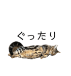 マンチカンの実写猫スタンプ（個別スタンプ：15）